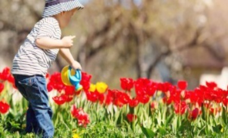 young child playing near red tulips